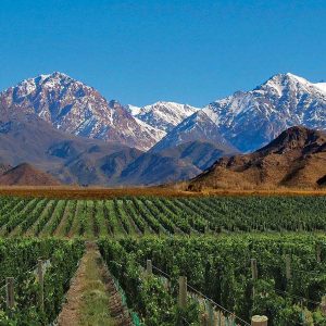 Vinos de Altura