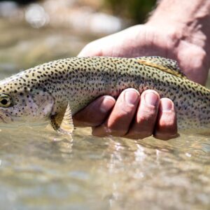 Pesca, Pesca con Mosca