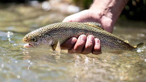 Pesca, Pesca con Mosca